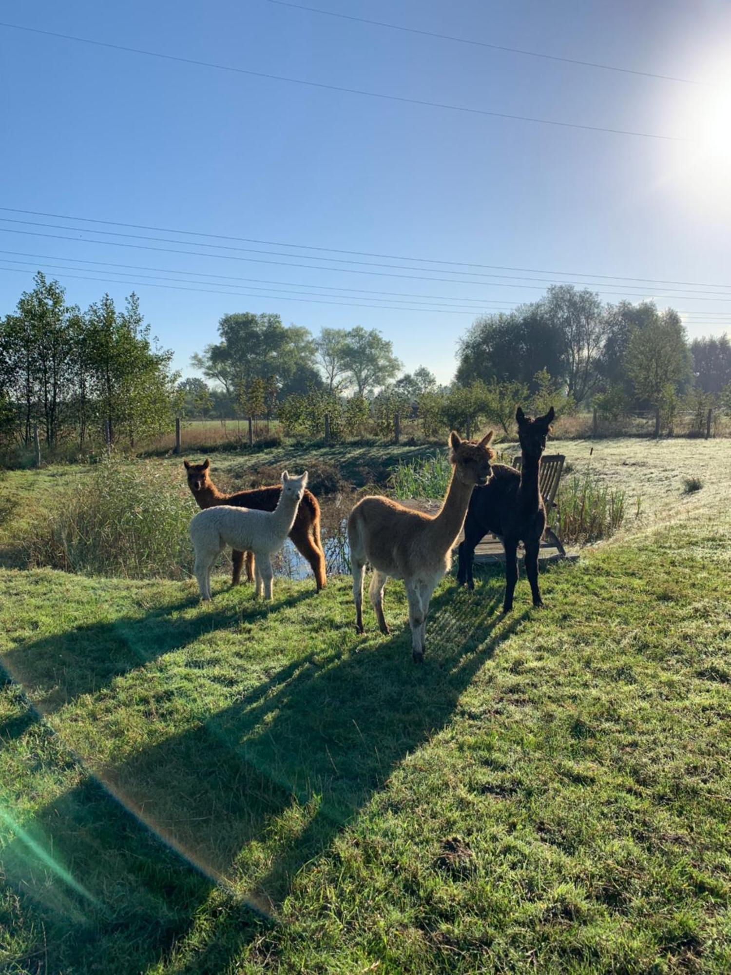 B&B A'Laise Zedelgem Exteriér fotografie